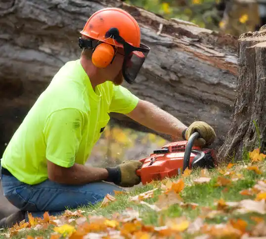 tree services Sleepy Eye